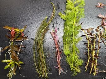 Rastlinky do akva / krevetaria