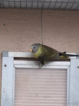 Alexander červenohlavý