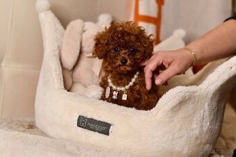 Pudel Pudlik Teacup mini fenku pudla Teacup XXS