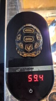 Korytnačka leopardia