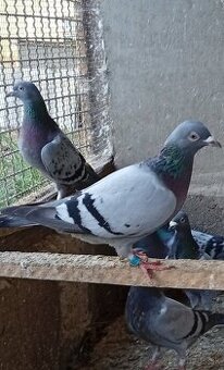 Poštové holuby