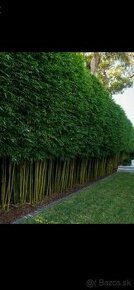 1-4 metrové bambusy na živý plot Predám vždy zelený bambus - - 1
