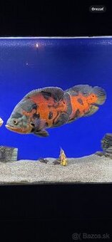 Cichlida pávia astronautus ocellatus