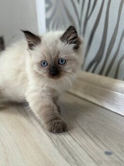 Predám mačiatka ragdoll