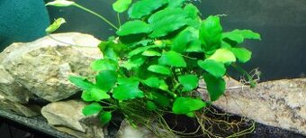 Anubias - 1