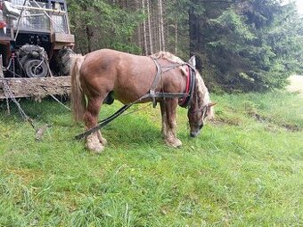 Predám koňa - 1