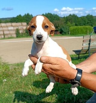 Predám šteniatka Jack Russell teriér - 1