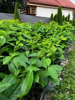 vavrinovec 30-40cm/3€