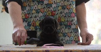 Bradáč malý čierny - šteniatka