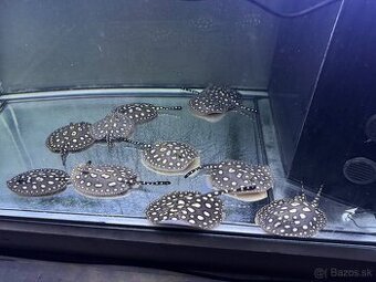 Potamotrygon Black Diamond