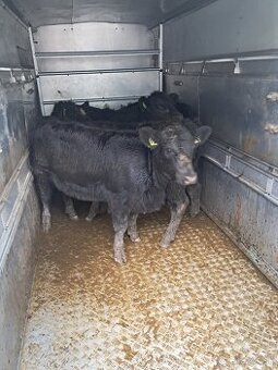 Prevoz dobytka,oviec,koz,osipanych,koni.