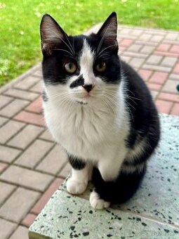 Darujem rozkošné mačiatka