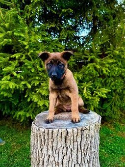 Belgický ovčák Malinois s PP 7.týdnů