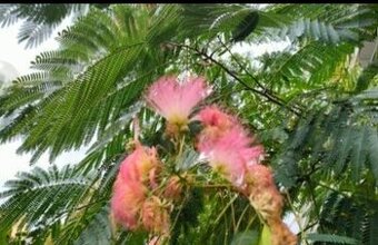 Albizia, perzský hodvábny strom, mimoza