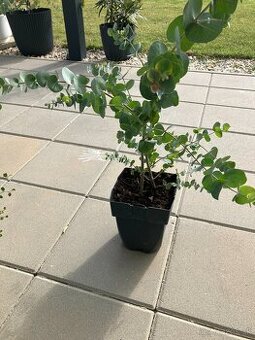 Eukalyptus Silver dollar