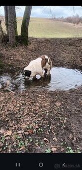 Moskovsky stražni pes