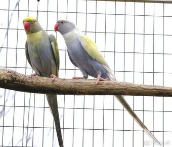 Alexander malý chovný pár