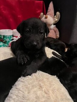 Darujem steniatka do láskavých rúk