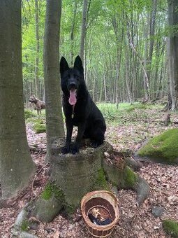 Nemecky ovčiak s PP krytie - 1