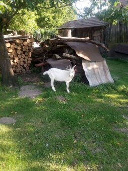 Predám capka a kozičku