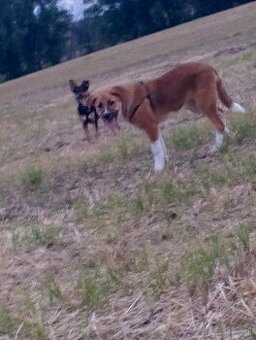 Darujem psíka ma10mesiacov bordel kolia krížena