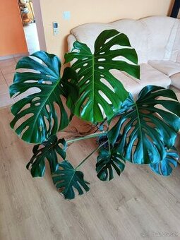Monstera2, stálozelený izbový kvet