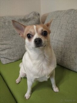 Darujem mix čivavu Jack Russell