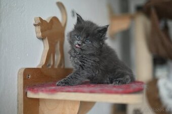 Mainská mývalia - maine coon -  mačička WENDY