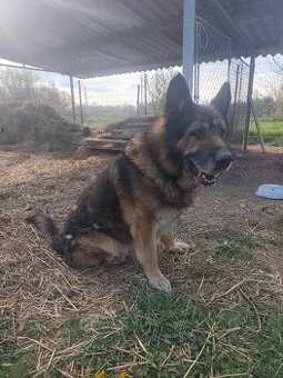 Nemecký ovčiak vlkosedy