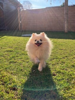 Krásny, láskyplný, čistokrvný pomeranian na krytie