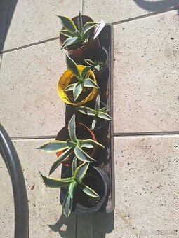 Agave americana