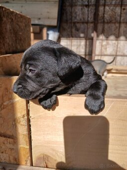 Labrador šteniatka