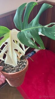 monstera albo variegata