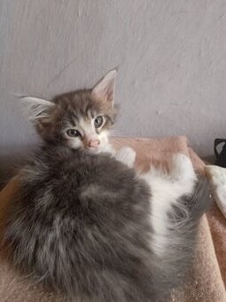 Mainska myvalia mačka - mačiatka