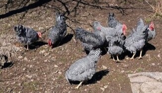 AMROX 🐓