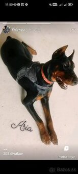 Doberman s PP