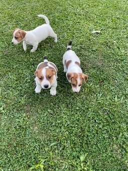 Jack russel terier