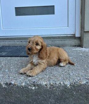 Cockapoo - 1