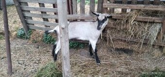 Predám mladú1ročnú kozu a tohtoročné pekné kozički