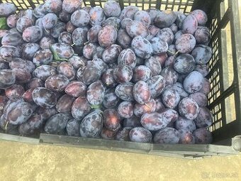 Predam nestriekane, sladke slivky Cacanska lepotica. 1€