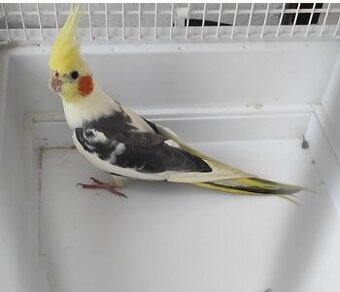 Papagáj korela chcholata