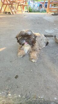 Šteniatka shi tzu