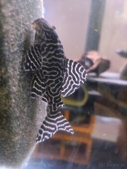 L333- Hypancistrus - King Tiger pleco
