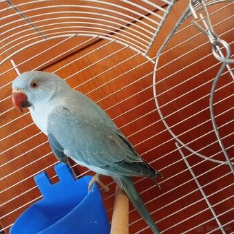 Hľadá sa Alexander malý modrý - 1