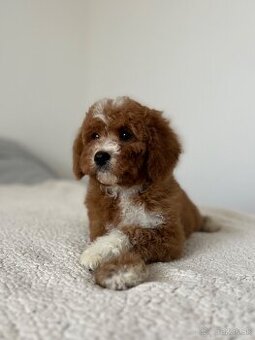 Cavapoo psík