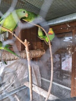 Predám Papagáj Nádherný