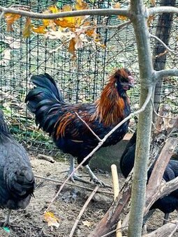 Ayam cemani kohút a dve sliepocky