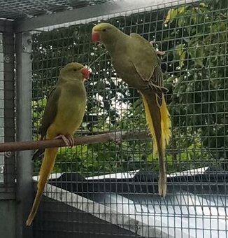 Alexander maly H.CH.