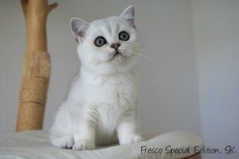 Fresco Special Edition, SK - britský kocúrik v top kvalite