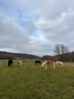 Dochádzka ku koňom